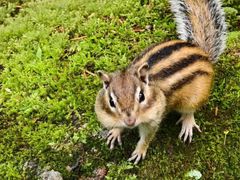 -五营红松林海景区