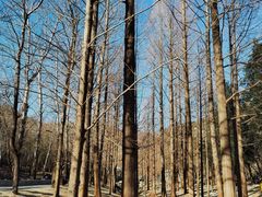 -白水寺森林公园