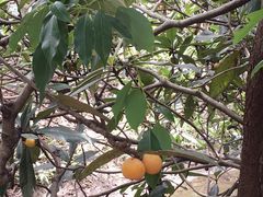 -塘栖枇杷特色园区