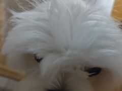 -艾贝尔宠物医院·狂犬免疫点(江山金象城店)