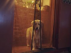 -百好乐宠物友好餐厅(朝外大街店)