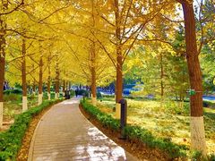 -重庆彩云湖湿地公园