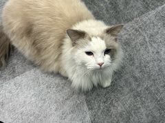 -1013 PET SHOP 宠物商店(近铁城市广场店)