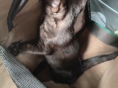 -中农国际动物医院24小时·猫科·骨科·急重症中心