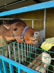 -小蜜蜂农场(凯德七宝购物广场店)