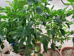 -便民修衣服修鞋店