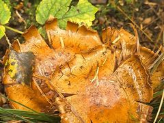 -牛背梁国家森林公园