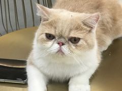 -飞行喵MR PILOT|猫舍·猫咖(静安大融城店)