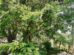 -东莞植物园