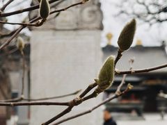 -护国法轮寺