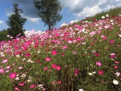 -鴜鹭湖生态旅游度假区