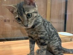 -袖虎·猫馆(体育西路店)