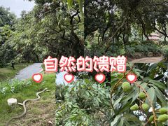-黄埔荔枝公园