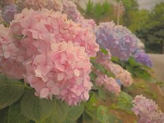 -白鹭湾湿地公园