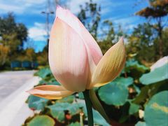 -莲花池公园