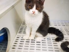 -lincat·猫舍(广州店)