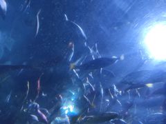 -太平洋海底世界