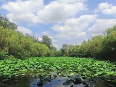 -溱湖国家湿地公园