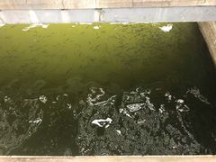 -白塘生态植物园