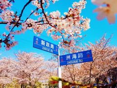 -高东镇樱花园