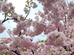 -樱花山风景区