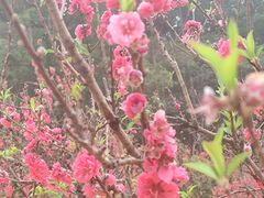 -南国桃园旅游度假区