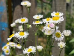 -前小桔亲子创意农场·草莓采摘·露营烧烤