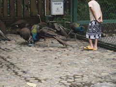 -西双版纳傣族园