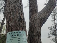 -青龙山国家森林公园