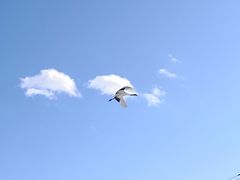 -钏路市丹顶鹤自然公园