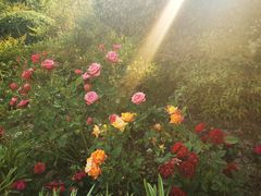 -合肥滨湖国家森林公园