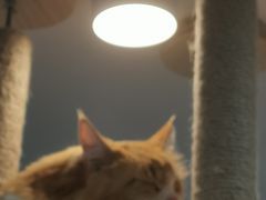 -喵园·猫主题咖啡厅·撸猫·猫咖(国贸店)