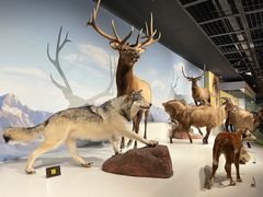 -陕西自然博物馆