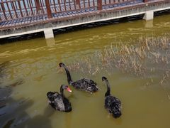 -南大港湿地风景区
