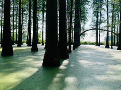-渌洋湖湿地公园