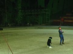 -灵玲国际马戏城