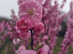-群力丁香公园