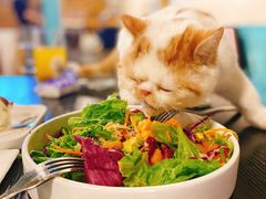 -猫小院猫主题咖啡厅(北锣店)