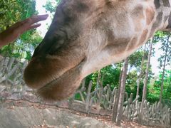 -清迈夜间动物园