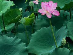 -荔湾湖公园