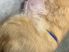 -安安宠医·安宠宠物医院