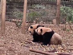 -西安秦岭野生动物园