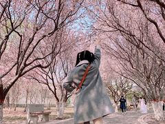 -石家庄市植物园