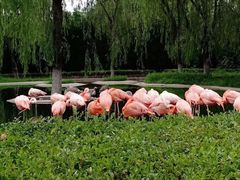 -石家庄市动物园