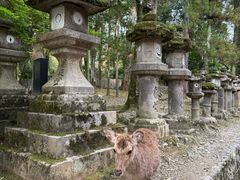 -奈良公园