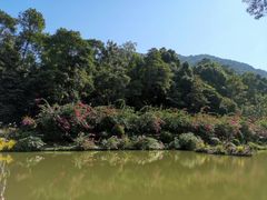 -深圳仙湖植物园