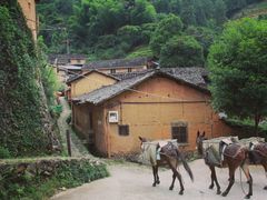 -杨家堂村