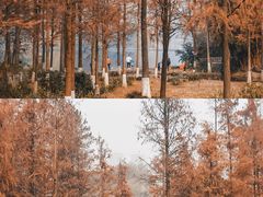 -重庆彩云湖湿地公园