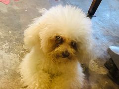 -more than meow吴止猫主题餐厅(承德 中船汇店)