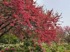 -洛阳市隋唐城遗址植物园
